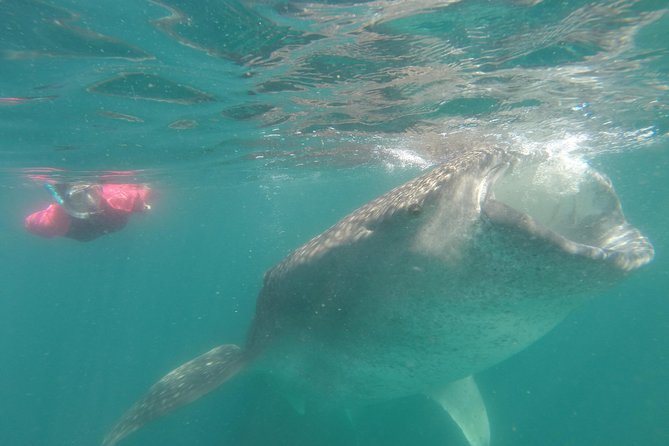 Cabo San Lucas to La Paz Whale Shark Full-Day Snorkeling Trip - Traveler Photos and Visual Representation
