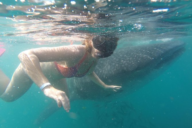 Cabo San Lucas to La Paz Whale Shark Full-Day Snorkeling Trip - Directions to Depart From Hotel Tesoro in Cabo San Lucas