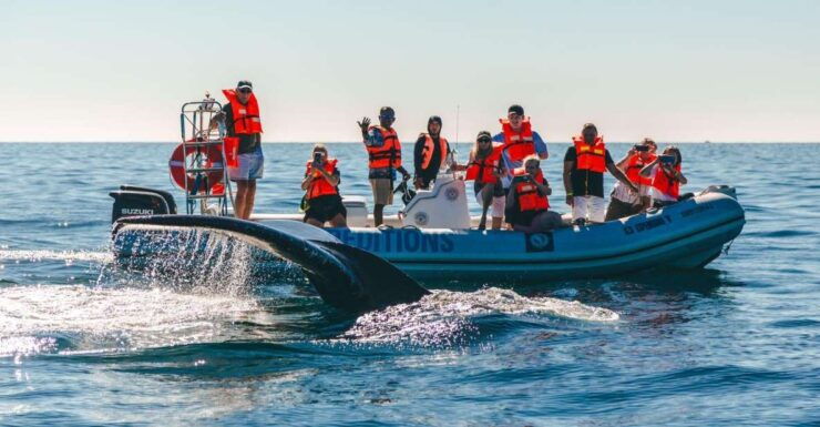 Cabo San Lucas: Up Close Whale Watching Small Group Tour - Experience Itinerary