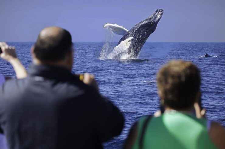 Cabo San Lucas: Whale Watching Breakfast Cruise - Booking Details