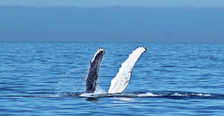 Cabo San Lucas: Whale Watching Experience on Catamaran - Activity Details