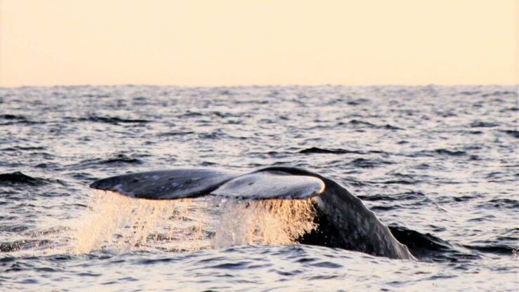 Cabo San Lucas: Whale Watching Experience on Catamaran - Experience Highlights