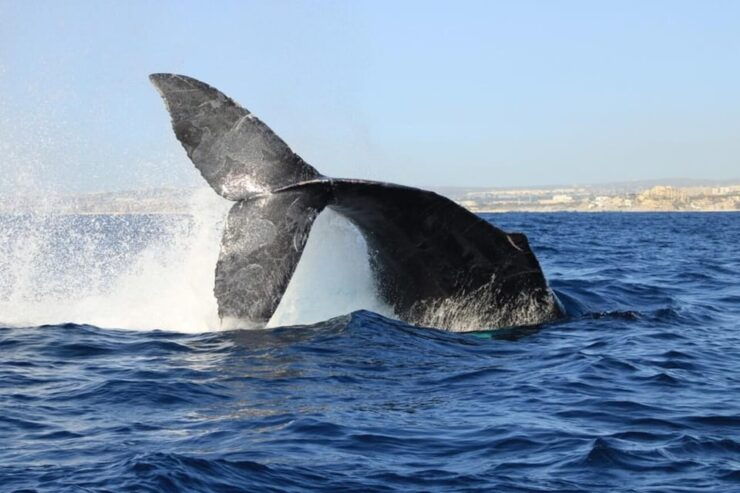 Cabo San Lucas: Whale Watching Tour - Good To Know
