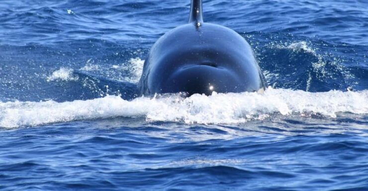 Cabo San Lucas: Whale Watching Tour - Experience Highlights