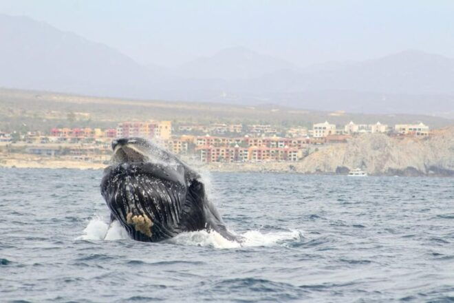 Cabo San Lucas: Whale Watching Tour - Guided Tour Details