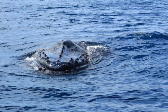 Cabo San Lucas: Whale Watching Tour - Inclusions