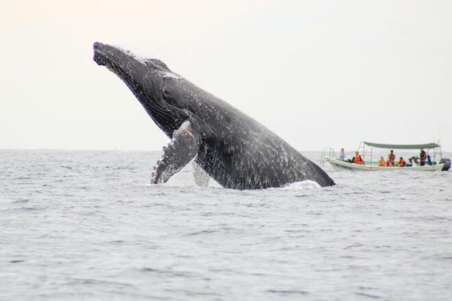 Cabo San Lucas: Whale Watching Tour - Company Commitment