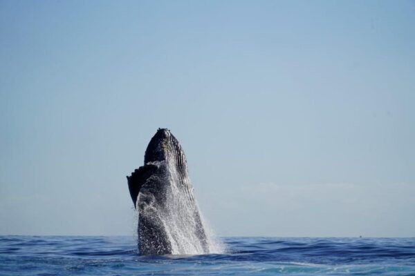 Cabo San Lucas: Whale Watching Tour - Tour Duration and Price