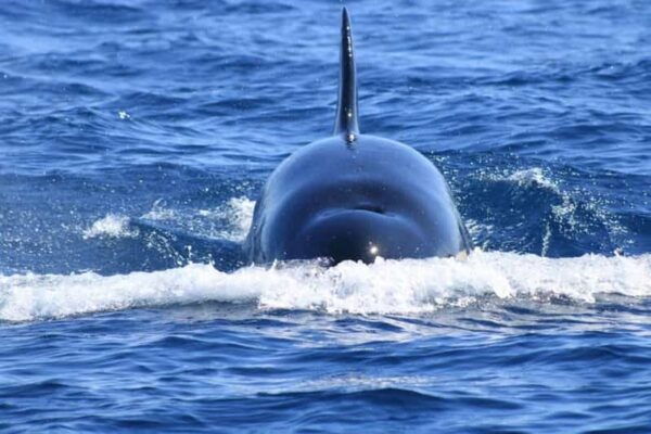 Cabo San Lucas: Whale Watching Tour - Booking and Cancellation Policy