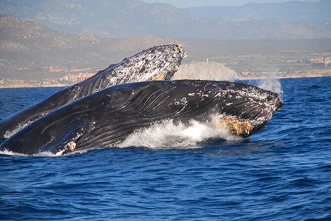 Cabo San Lucas Whale Watching Tour All Included - Tour Details