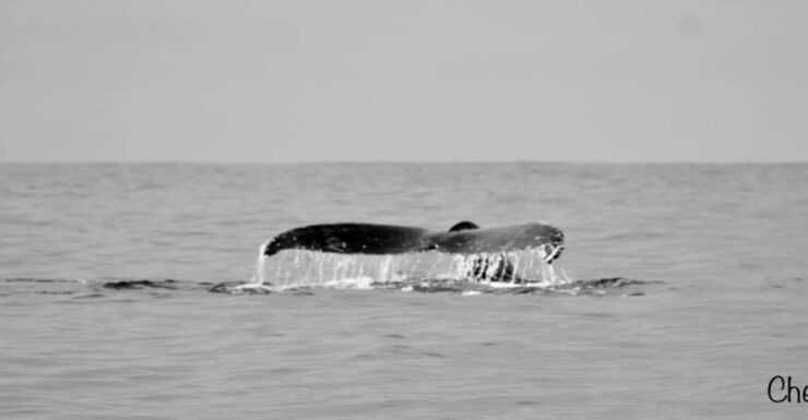 Cabo San Lucas: Whale Watching Tour - Good To Know