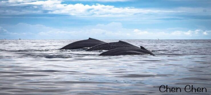 Cabo San Lucas: Whale Watching Tour - Booking Information