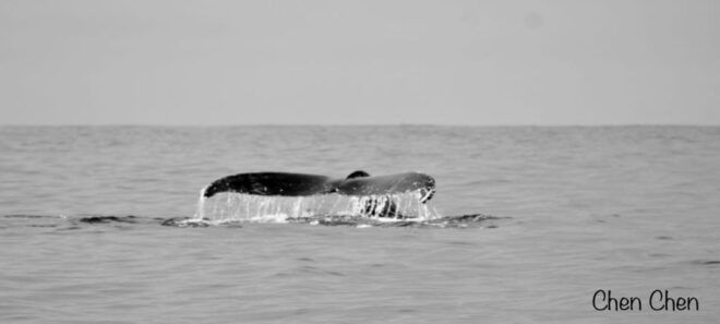 Cabo San Lucas: Whale Watching Tour - Tour Highlights