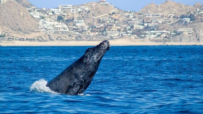 Cabo San Lucas: Whale Watching Tour - Restrictions