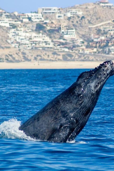 Cabo San Lucas: Whale Watching Tour - Sustainable Tourism