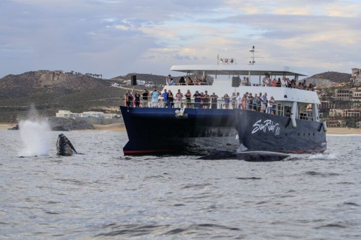 Cabo San Lucas: Whale Watching Tour With Buffet & Open Bar - Tour Details