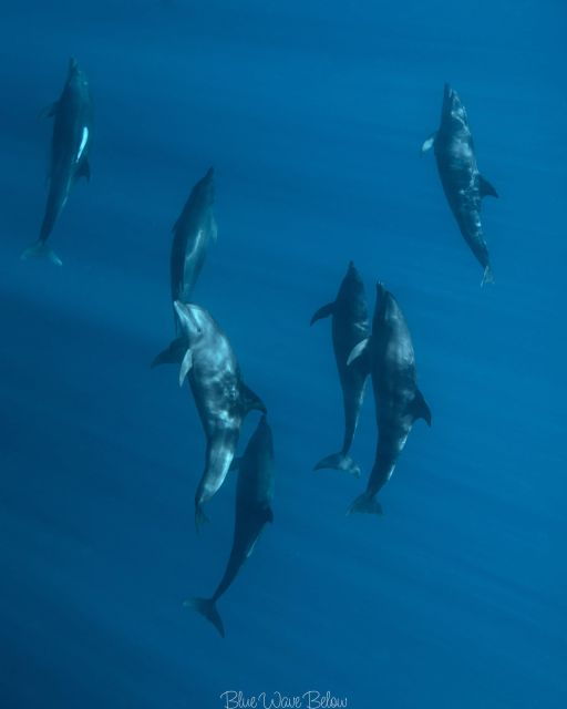 Cabo San Lucas:Ocean Safari in the Pacific and Sea of Cortez - Booking Details
