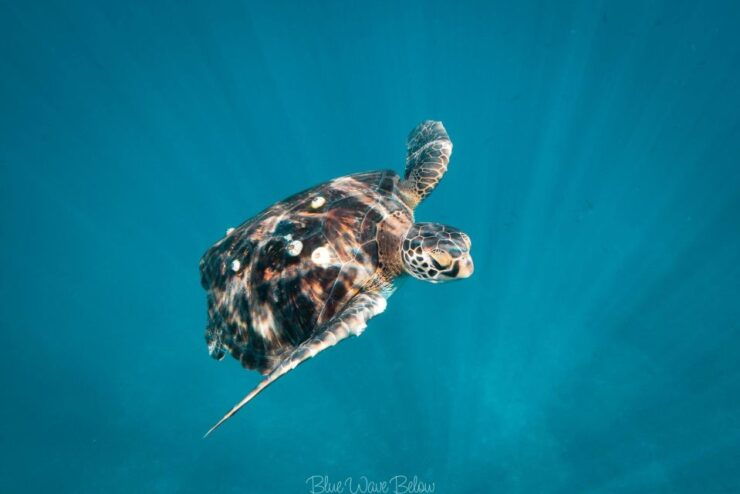 Cabo San Lucas:Ocean Safari in the Pacific and Sea of Cortez - Experience Highlights