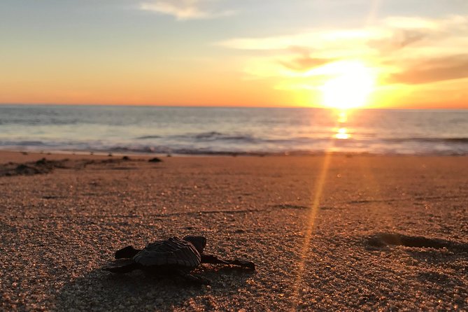 Cabo Sea Turtles Release With Marine Biologist - Cabo San Lucas - Overview and Benefits