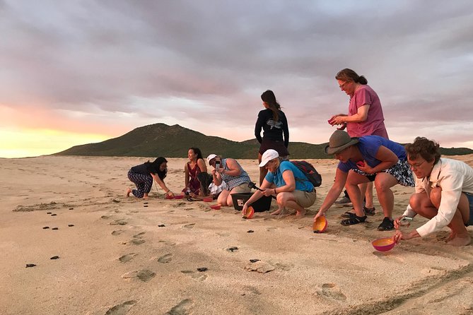 Cabo Sea Turtles Release With Marine Biologist - Cabo San Lucas - Cancellation Policy