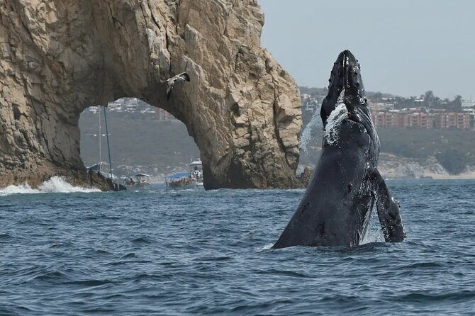 Cabo Whale Watching Tour: 2 Hours at Arch & Lovers Beach - Cabo Whale Watching Tour: 2 Hours at Arch & Lovers Beach