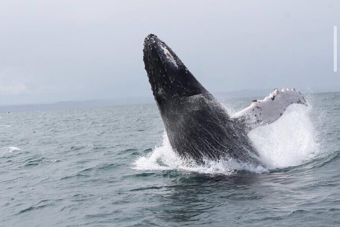 Cabo Whale Watching Tour: 2 Hours at Arch & Lovers Beach - Good To Know