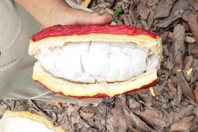 Cacao Farm & Chocolate Tasting With a Visit to Jubones Desert - Tour Overview