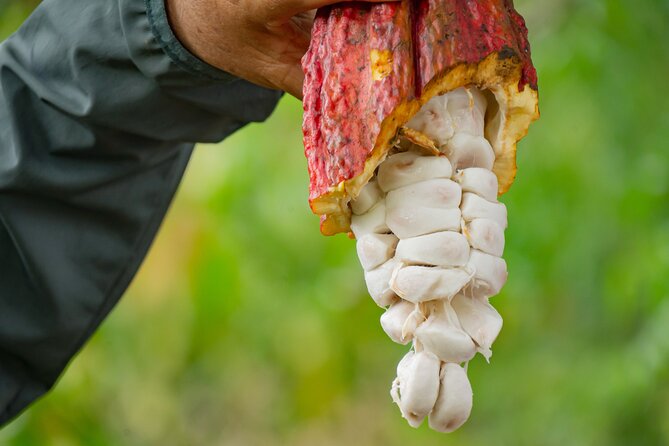 Cacao Farm Excursion Day Trip From Guayaquil - Culinary Experience