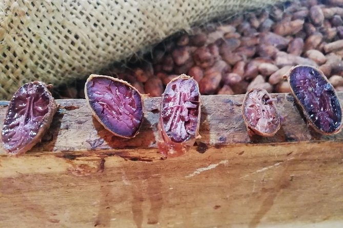 Cacao Indigenous Tour - Private Tour - What to Expect