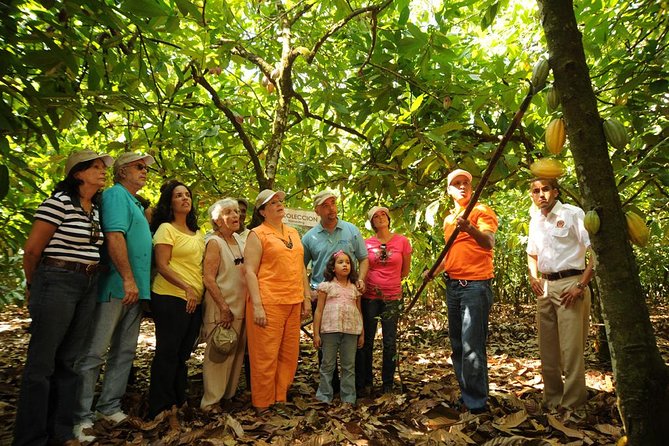 Cacao Plantation and Chocolate Factory Tour- Chocolate Lovers - Tour Overview