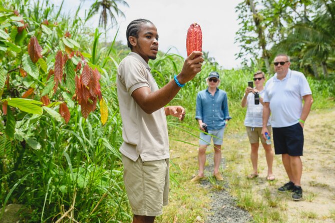 Cacao Plantation, Chocolate Crafting and Dining Experience  - St Lucia - Customer Reviews, Recommendations, and Viator Information