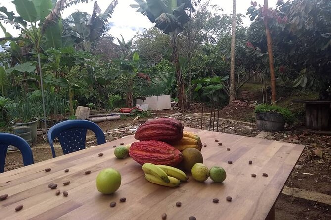 Cacao Tour - What To Expect