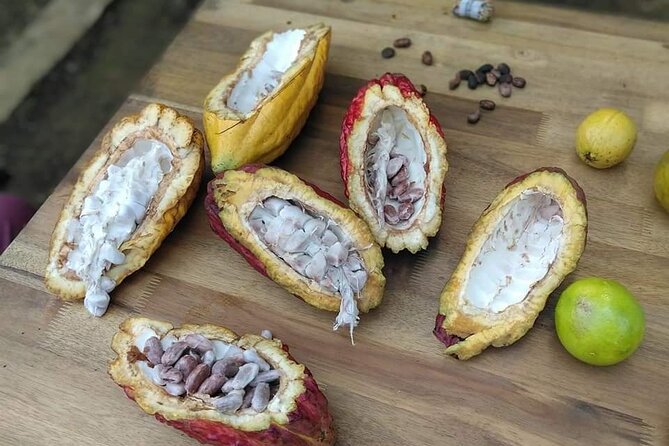 Cacao Tour - Price Information