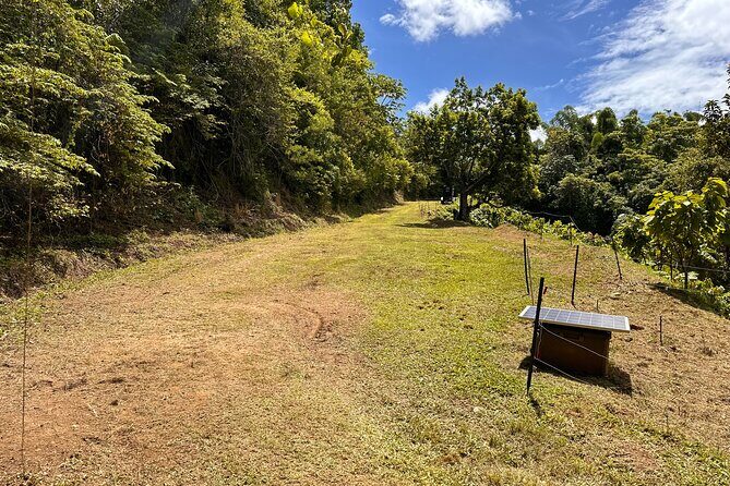 Cacao Walking Tour in Puerto Rico - Practical Details and Booking