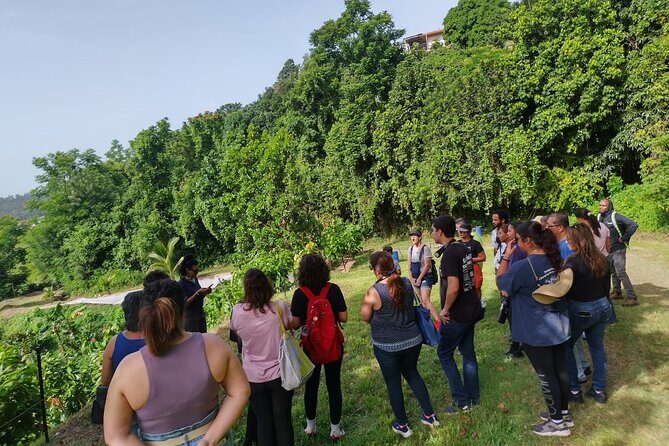 Cacao Walking Tour in Puerto Rico - Authenticity and Authentic Experiences