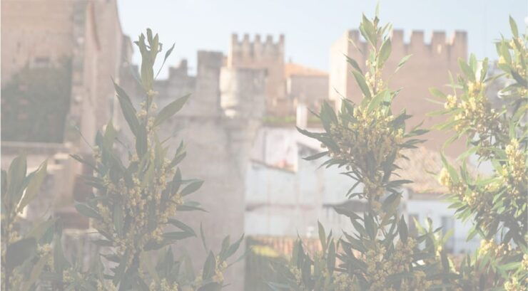 Cáceres: City Highlights Walking Tour With Local Guide - Activity and Duration