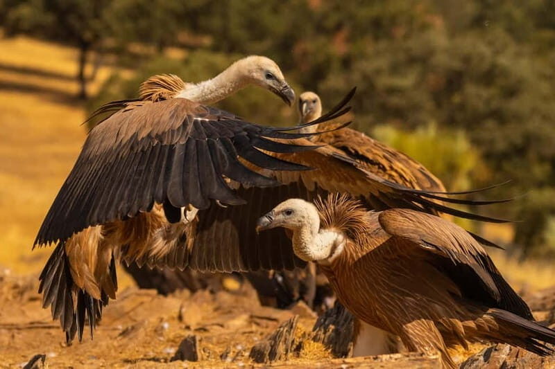 Cáceres: Monfrague Wildlife Full-Day Tour - What’s Included and What to Consider