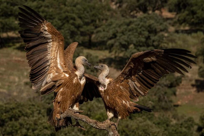 Cáceres: Monfrague Wildlife Full-Day Tour - FAQ