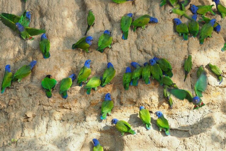 Cachuela's Claylick, Collpa Cachuela - Serene Morning Bird Songs