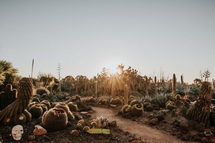 Cactus Country: Entry Ticket - Ticket Information