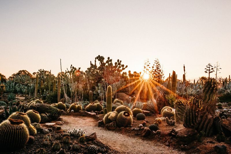 Cactus Country Garden Ticket - The cafe, cactus cake, and a practical pause