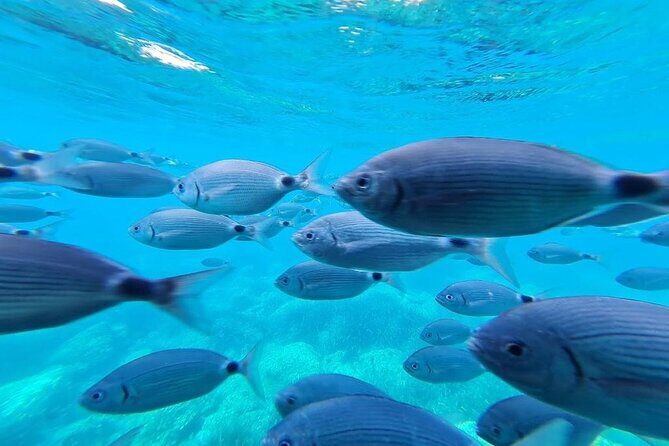 Cadaqués Tour 1 hour stop and Super Vision underwater - Practical Details: What You Need to Know
