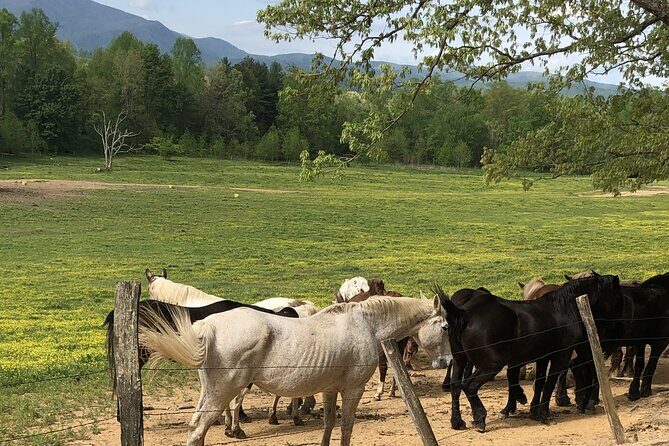 Cades Cove Jeep Tour - Why This Tour Stands Out