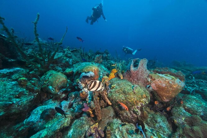 Cades Reef Snorkel Cruise From St. Johns Antigua - Participant Guidelines