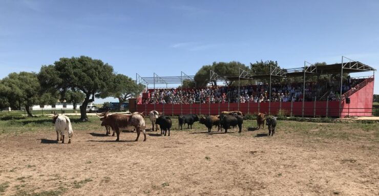 Cadiz: Andalusian Horses and Bulls Country Show - Ticket Details