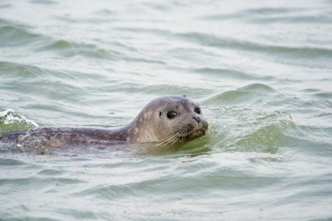 Cadzand: Seal Discovery Boat Tour With Glass of Champagne - Enjoy a Glass of Champagne
