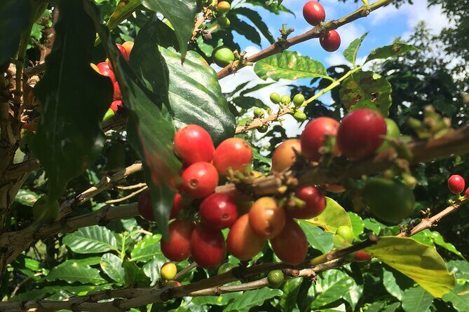 Cafe y Ron: Bad Bunny Inspired Local Full Day Tour from San Juan - The Sum Up: Is It Worth It?