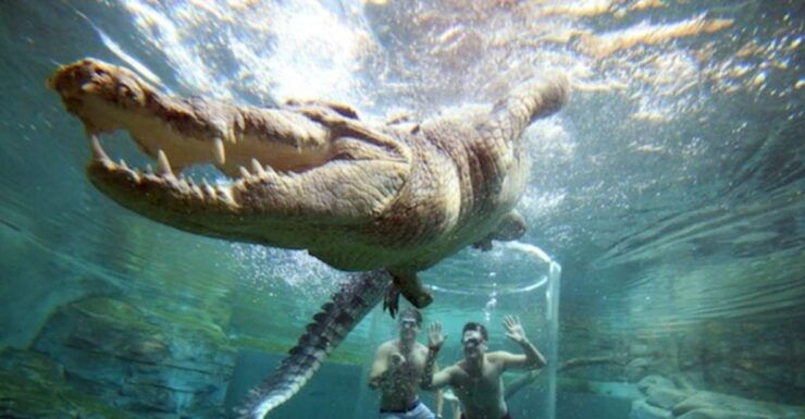 Cage Of Death" Crocodile Swim and Entry to Crocosaurus Cove - Experience Details