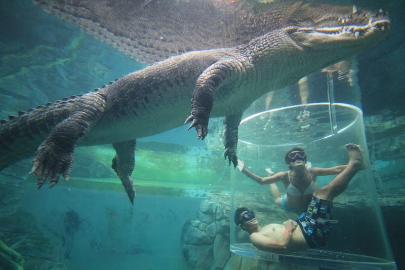 Cage of Death Ticket - A clear cage, a very real crocodile