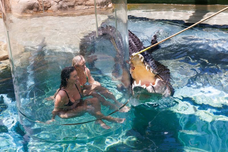 Cage of Death Ticket - Watching the crocodile come close